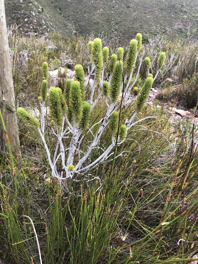 Aspalathus incurvifolia, photographed by Charleen Brunke