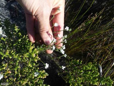 Metalasia quinqueflora, photographed by Chris Vynbos