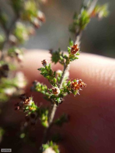 Erica rigidula, photographed by Chris Vynbos