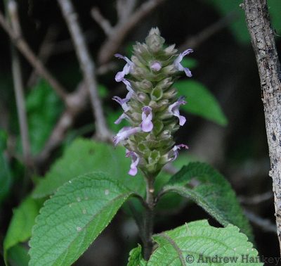 Achyrospermum fruticosum, photographed by Andrew Hankey