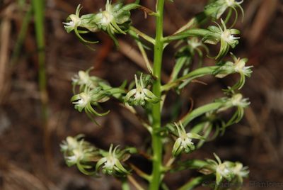 Habenaria incarnata, photographed by Andrew Hankey