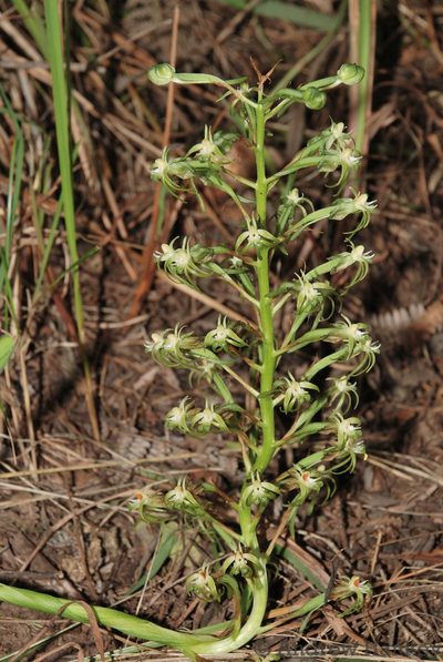 Habenaria incarnata, photographed by Andrew Hankey