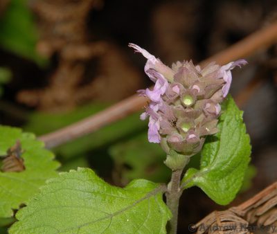 Achyrospermum fruticosum, photographed by Andrew Hankey