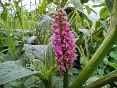 Phytolacca bogotensis, photographed by sandy-espinozaf