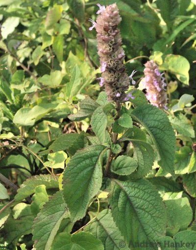 Achyrospermum fruticosum, photographed by Andrew Hankey