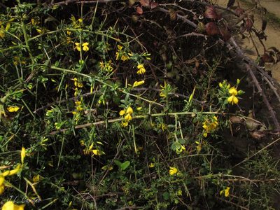 Genista falcata, photographed by José Luis Camaño