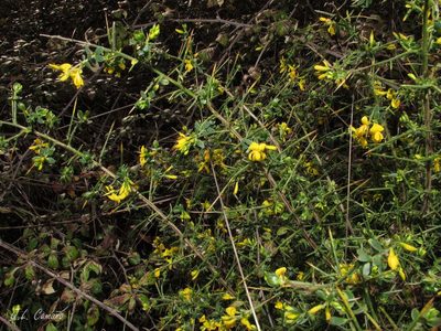 Genista falcata, photographed by José Luis Camaño