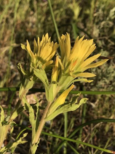 Castilleja martini, photographed by Brandon Corder
