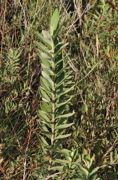 Salvia leucodermis, photographed by Andrew Hankey
