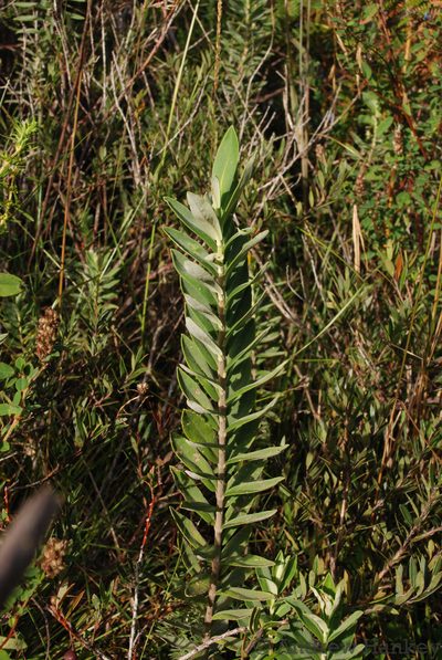 Salvia leucodermis, photographed by Andrew Hankey