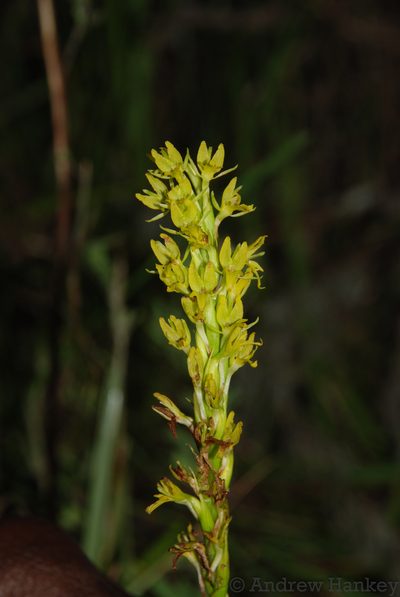 Benthamia glaberrima, photographed by Andrew Hankey