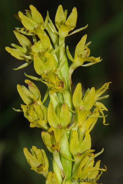 Benthamia glaberrima, photographed by Andrew Hankey