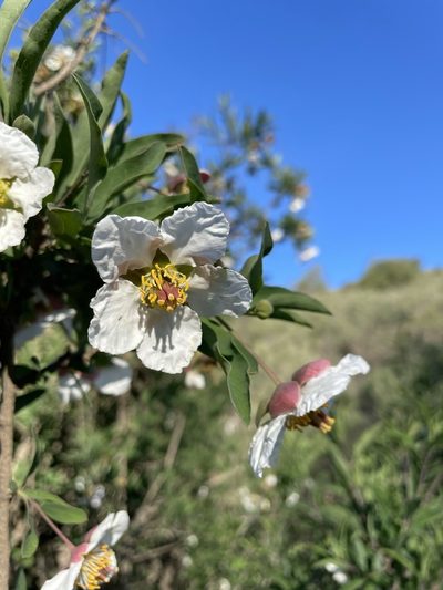 Crossosoma californicum, photographed by Matt Berger