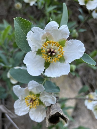 Crossosoma californicum, photographed by Matt Berger