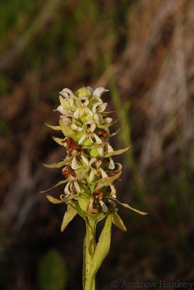 Satyrium trinerve, photographed by Andrew Hankey