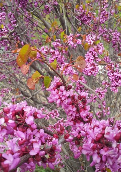 Cercis griffithii, photographed by Nasser Halaweh