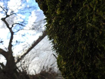 Cryphaea heteromalla, photographed by Susan Marley