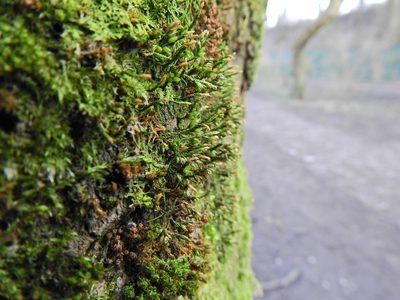 Cryphaea heteromalla, photographed by Susan Marley