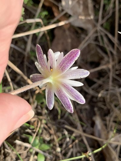 Anemone caroliniana, photographed by Laura Clark