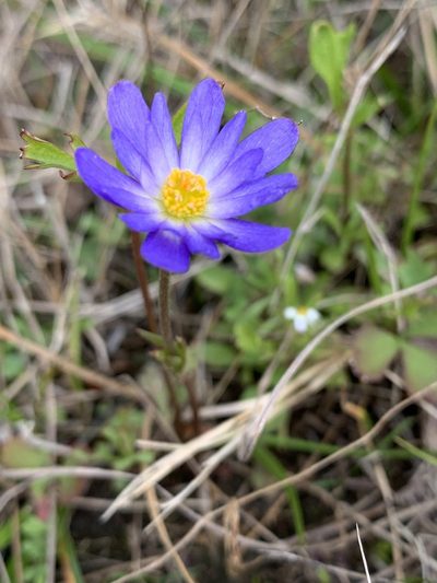 Anemone caroliniana, photographed by Laura Clark