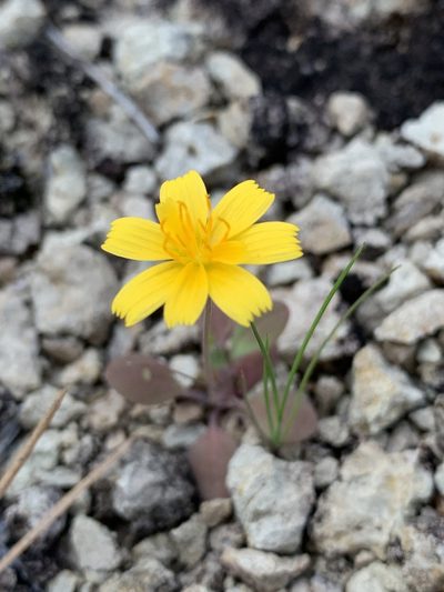 Krigia occidentalis, photographed by Laura Clark