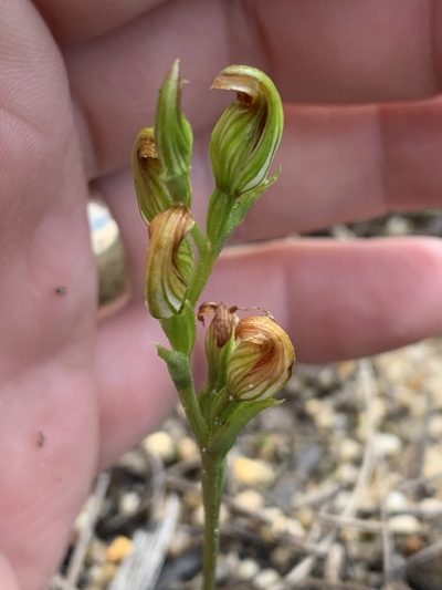 Pterostylis crebra, photographed by Guy Taseski