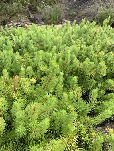Persoonia chamaepitys, photographed by Guy Taseski