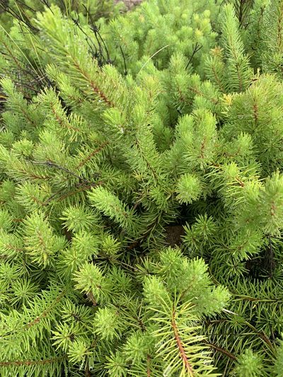 Persoonia chamaepitys, photographed by Guy Taseski