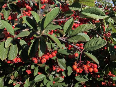 Cotoneaster coriaceus, photographed by Jeff Harter