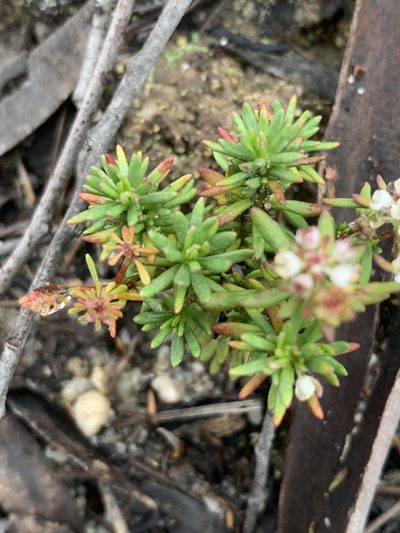 Poranthera ericifolia, photographed by Guy Taseski
