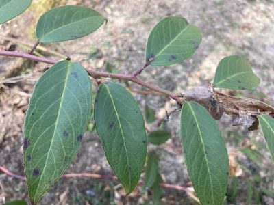 Leucothoe fontanesiana, photographed by Shelby Lyn Sanders