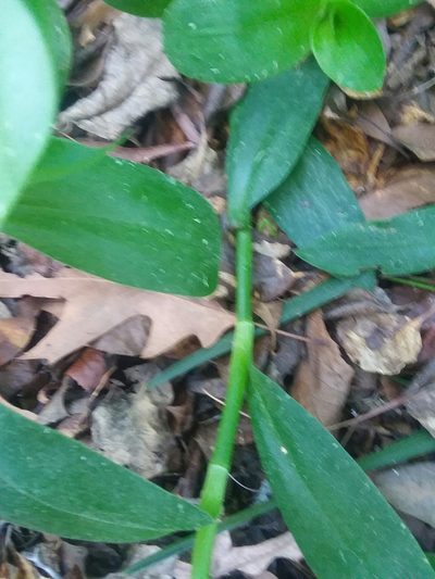 Tradescantia crassula, photographed by Nonbinary-Naturalist