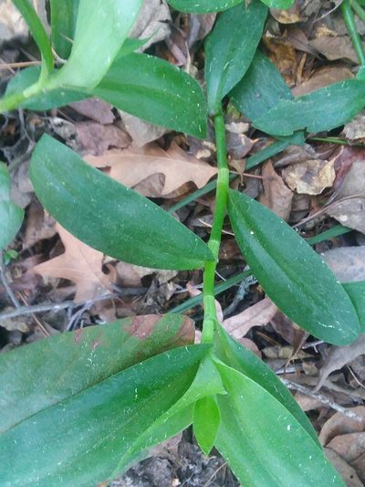 Tradescantia crassula, photographed by Nonbinary-Naturalist