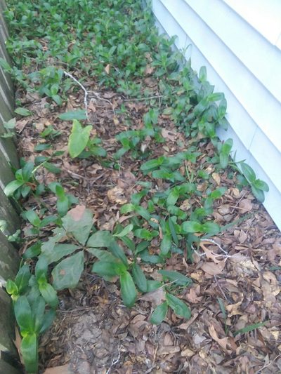 Tradescantia crassula, photographed by Nonbinary-Naturalist