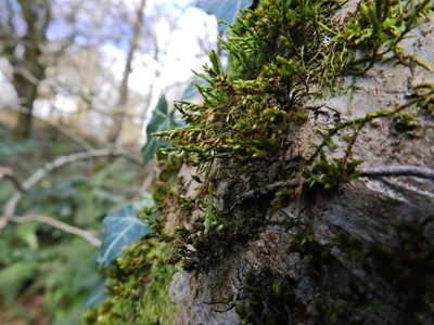 Cryphaea heteromalla, photographed by Susan Marley