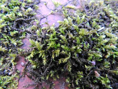 Brachythecium rivulare, photographed by Susan Marley