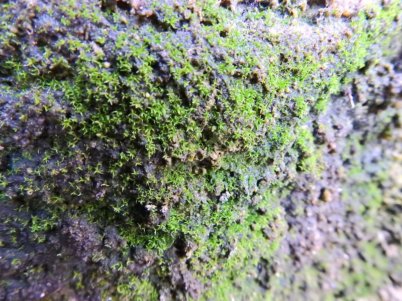 Trichostomopsis umbrosa, photographed by Susan Marley