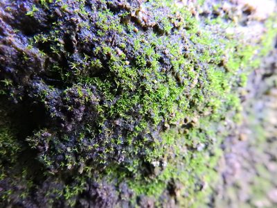 Trichostomopsis umbrosa, photographed by Susan Marley