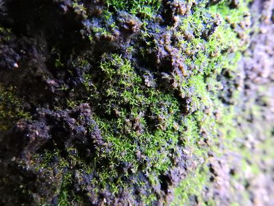 Trichostomopsis umbrosa, photographed by Susan Marley