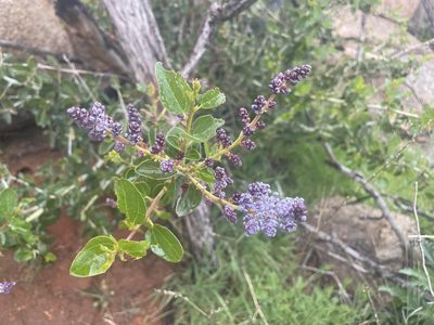 Ceanothus leucodermis, photographed by Jim Riley