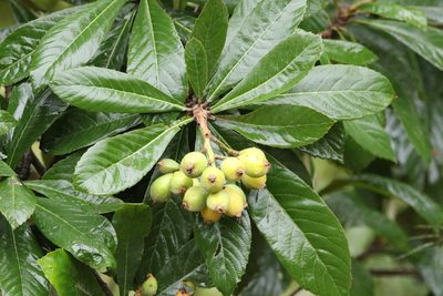 Eriobotrya japonica, photographed by er-birds