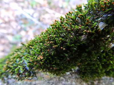Schistidium crassipilum, photographed by Susan Marley