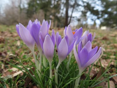 Crocus tommasinianus, photographed by Mila C.