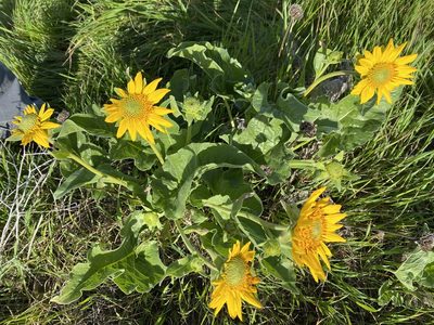 Balsamorhiza deltoidea, photographed by Michael Warner
