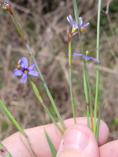 Sisyrinchium miamiense, photographed by Jay Horn