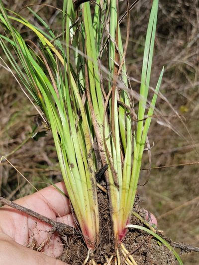 Sisyrinchium miamiense, photographed by Jay Horn