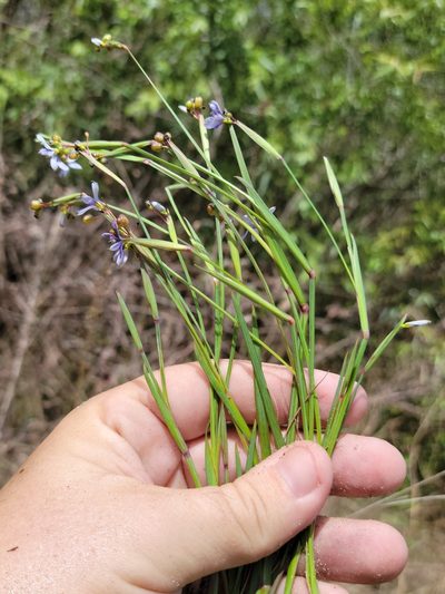 Sisyrinchium miamiense, photographed by Jay Horn