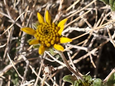 Bahiopsis parishii, photographed by Craig Martin