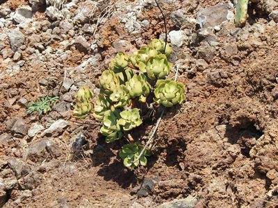 Aeonium glutinosum, photographed by gwynmwilliams