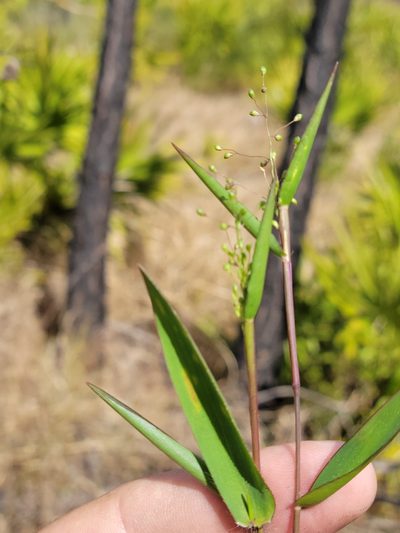 Dichanthelium webberianum, photographed by Jay Horn